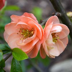 Chaenomeles japonica flammea